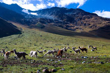 Peru-Cusco-Salkantay Trail Hike